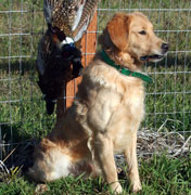 Pow after his pheasant hunt