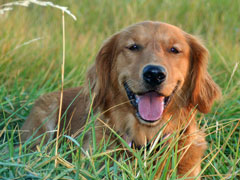 Flip, a SkyRiver Golden Retriever