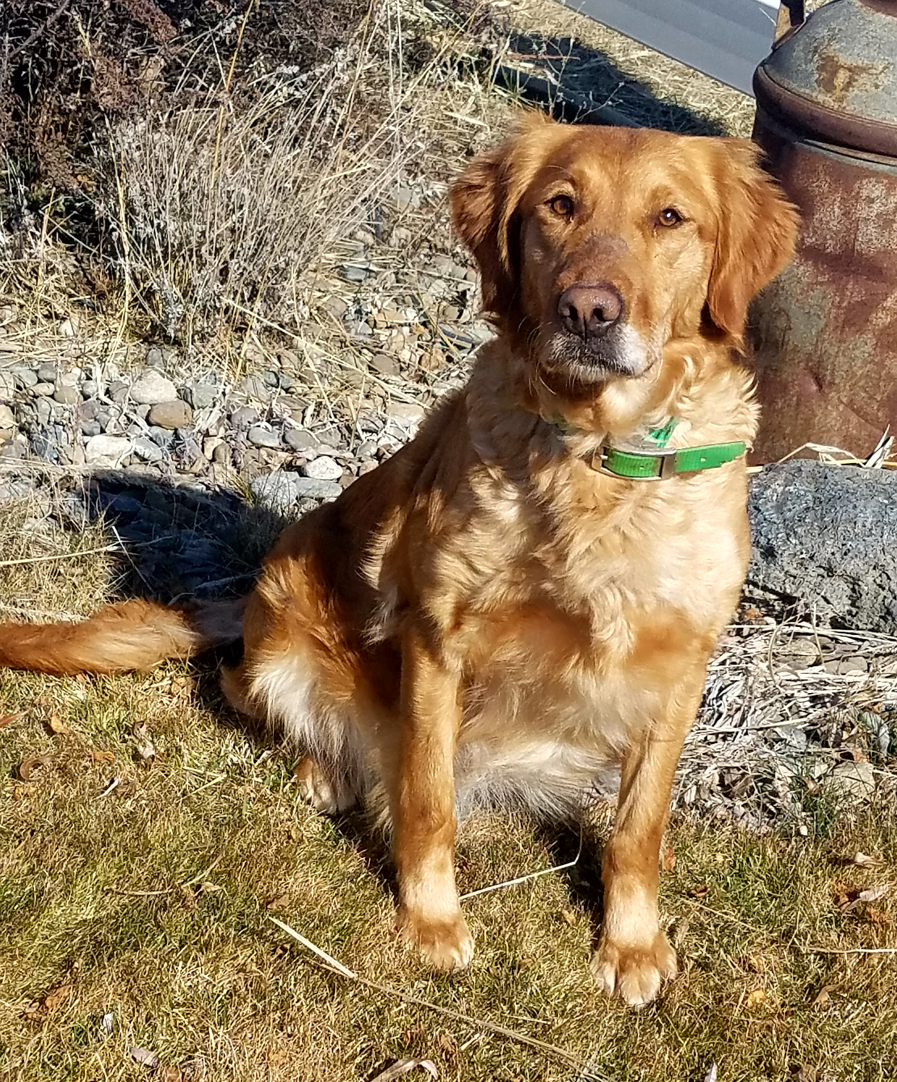 Gypsy, a SkyRiver Golden Retriever