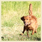 Zion running retrieve