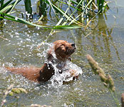 Field Bred Golden Retriever Puppies and Training